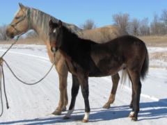 2014 Foal Whiskey Up Bandit JW